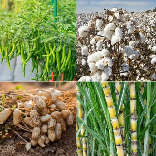 Commercial Crops